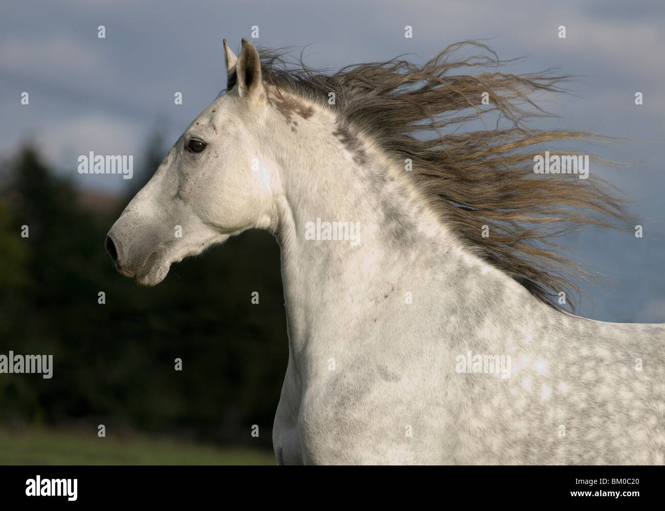 Andalusian horse portrait Stock Photo - Alamy