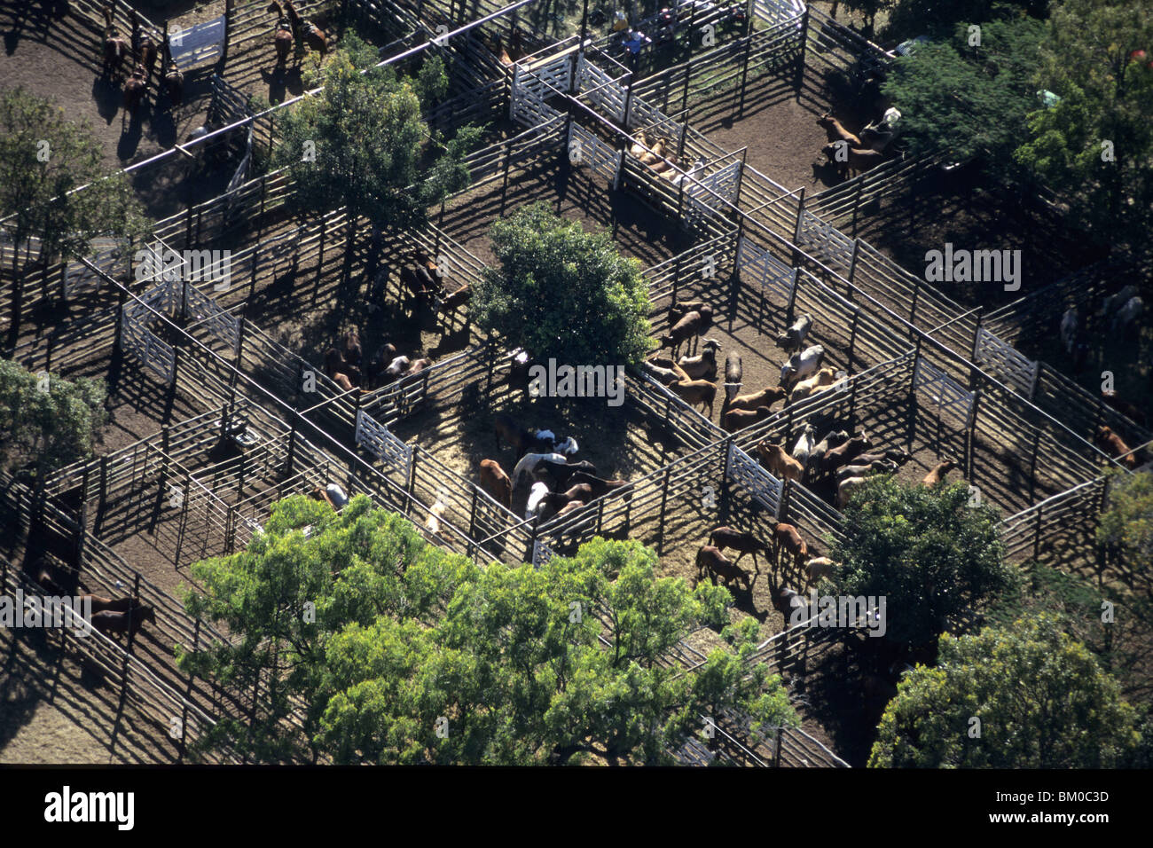 Aerial Photo of Rodeo Cattle, Mareeba Rodeo, Mareeba, Queensland