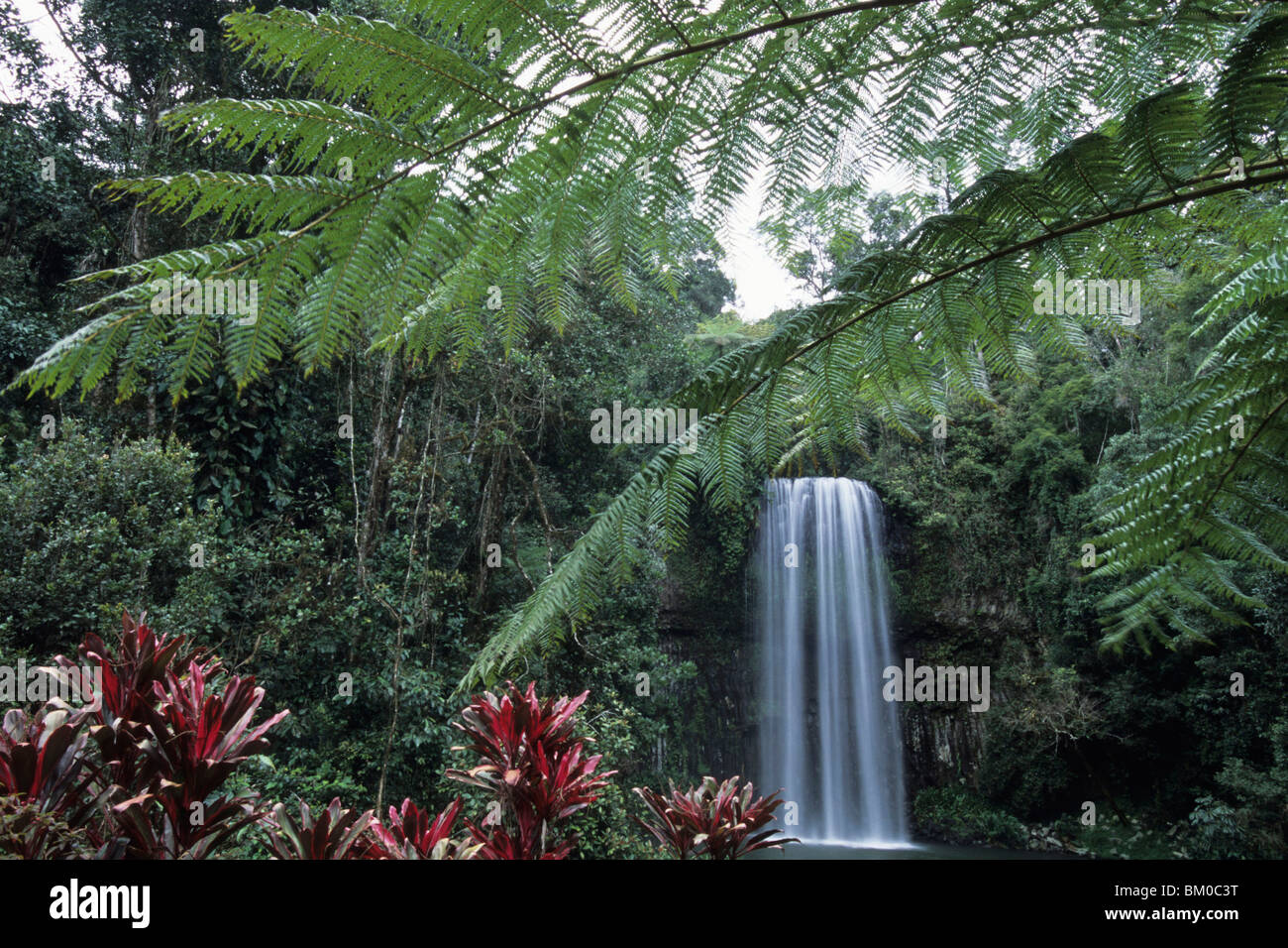 Millaa Millaa Falls, Atherton Tablelands, near Millaa Millaa