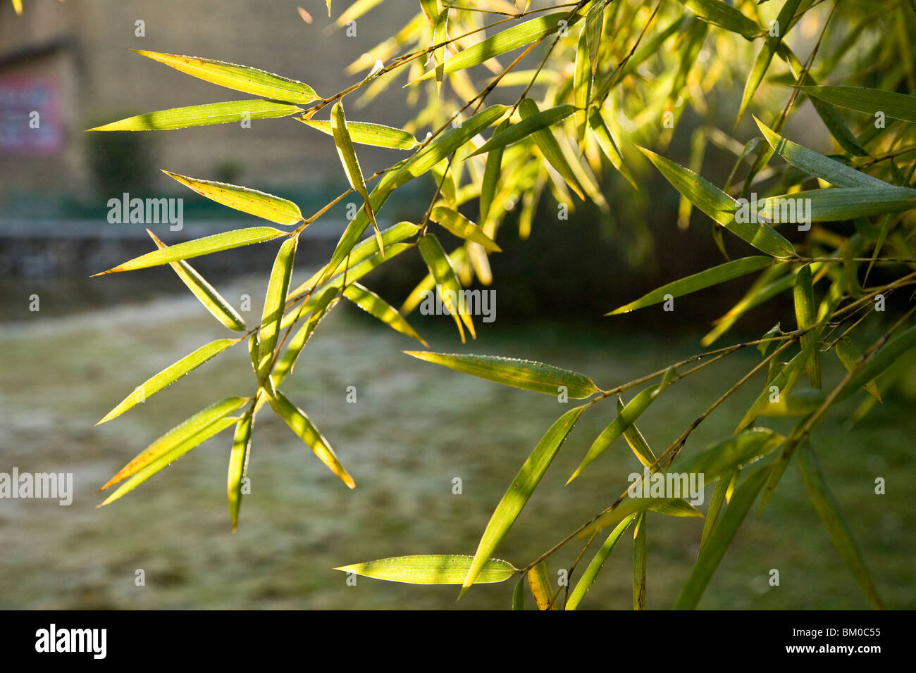Bamboo plant in the sunlight, residential area o the ethnic group of the Hakka, Hongkeng
