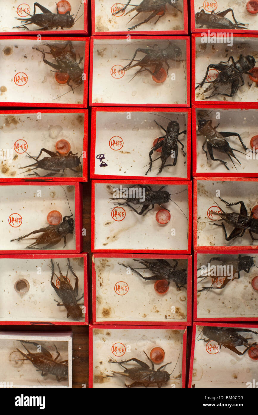 Display case with crickets at the market, Shanghai, China, Asia Stock Photo