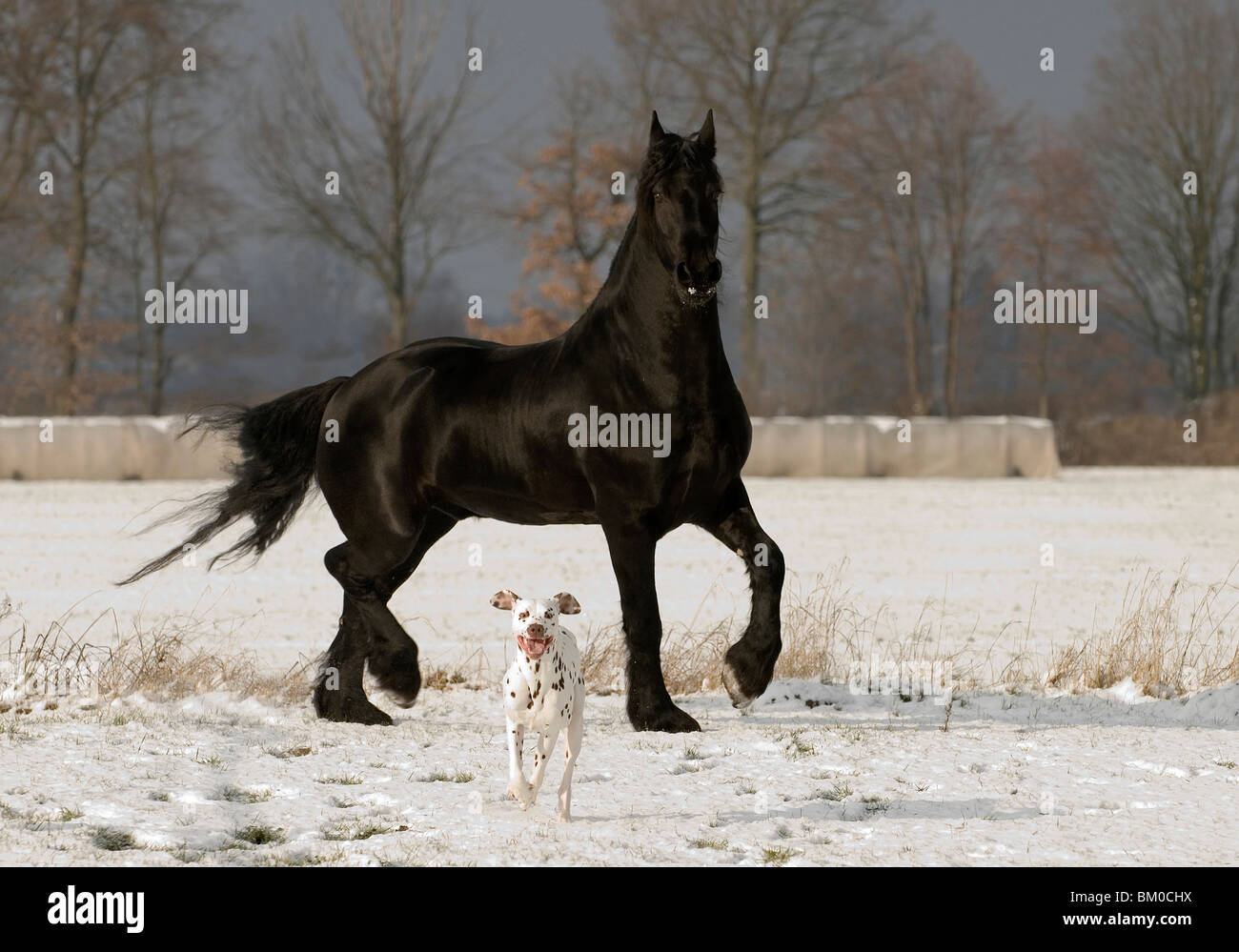 trotting friesian horse and dalmatian Stock Photo