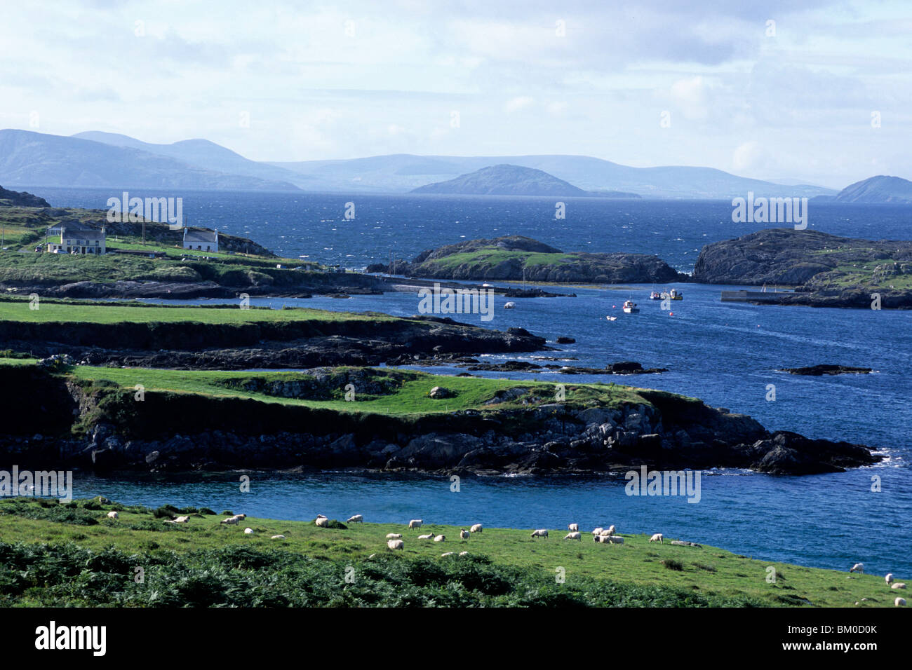 Sheep & Garnish Harbour, Beara Peninsula, Garnish, County Cork, Ireland Stock Photo