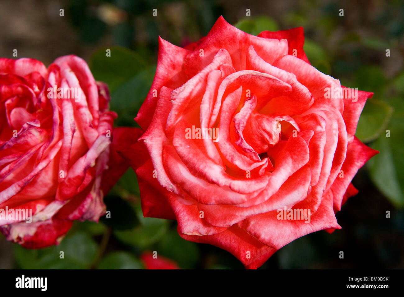 Europa Rosarium in Sangerhausen, the largest collection of roses in the world, Saxony-Anhalt, Germany, Europe Stock Photo