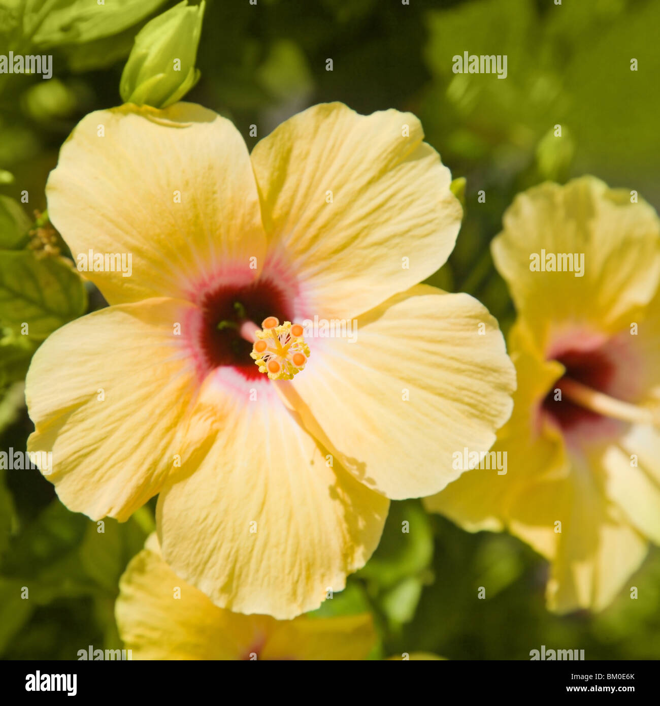 natural square background with beautiful yellow hibiscus flower Stock ...