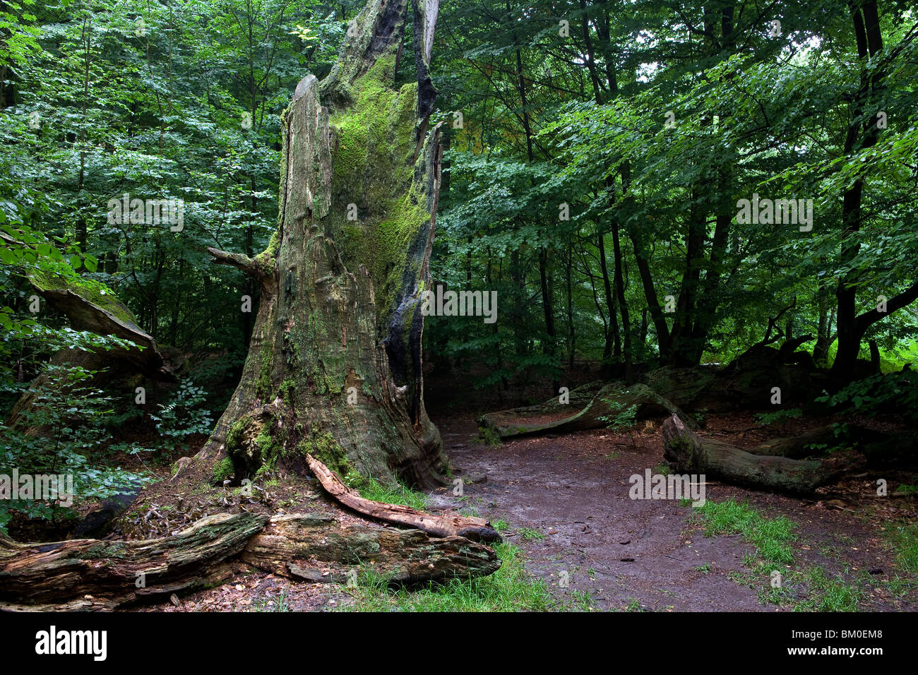 Ancient forest with old trees, Reinhardswald, Kassel, Hesse, Germany, Europe Stock Photo