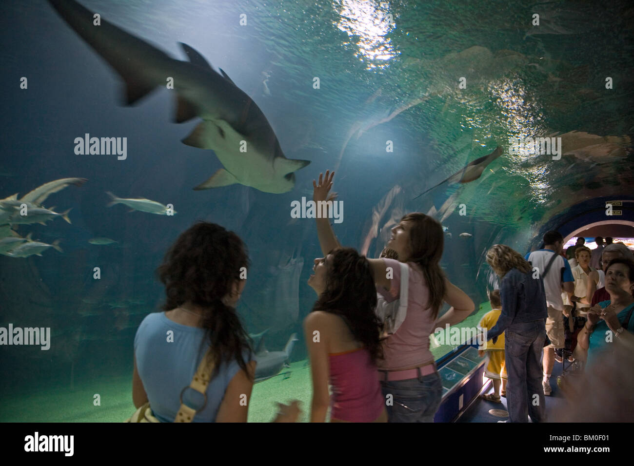 underwater tunnel, sharks, L'Oceanografic, Valencia, Spain Stock Photo