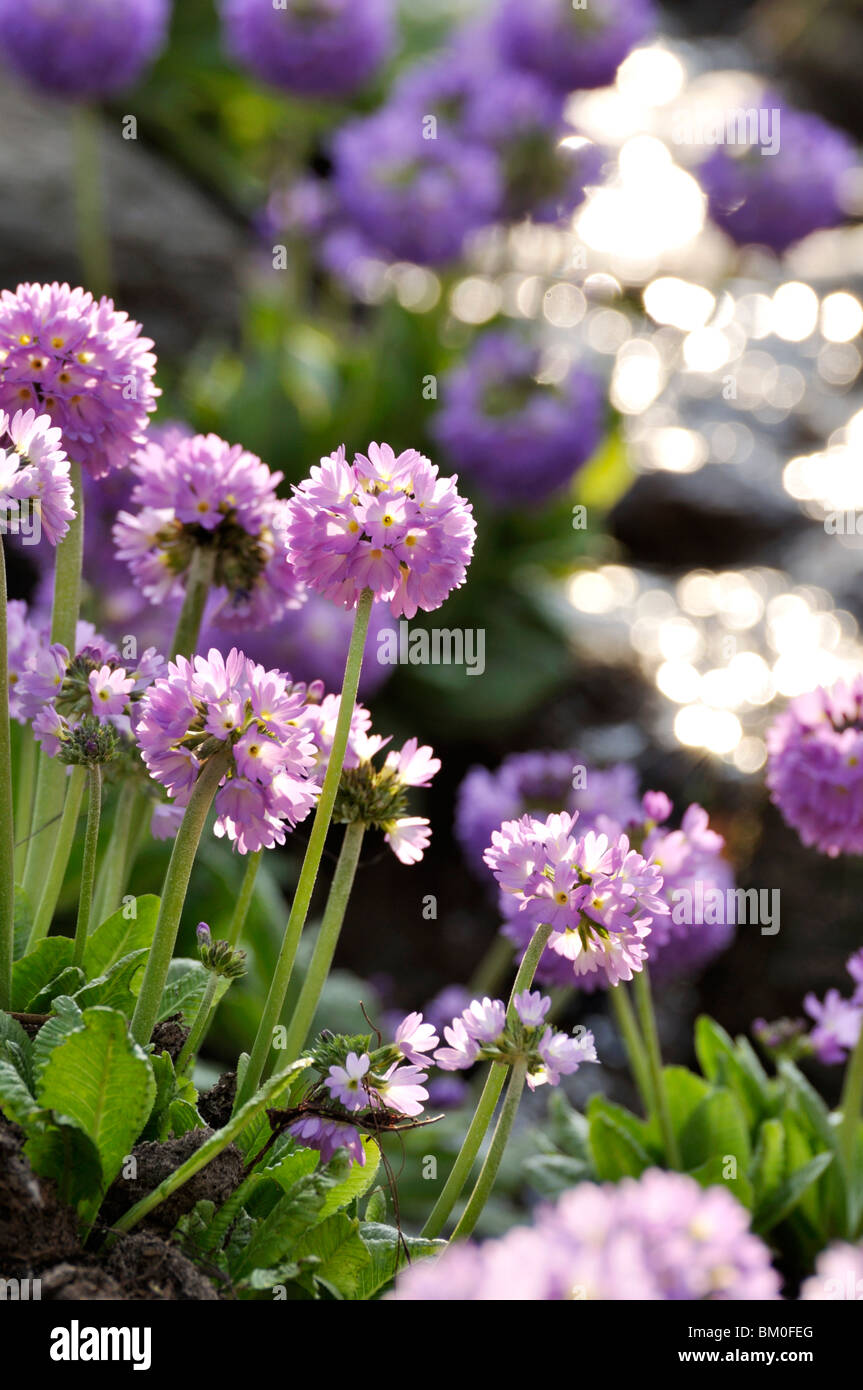 Drumstick primrose (Primula denticulata) Stock Photo