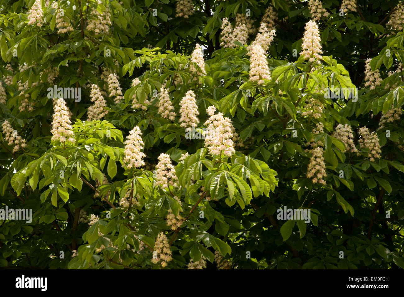 Blossom Of Chestnut Tree High Resolution Stock Photography and Images ...