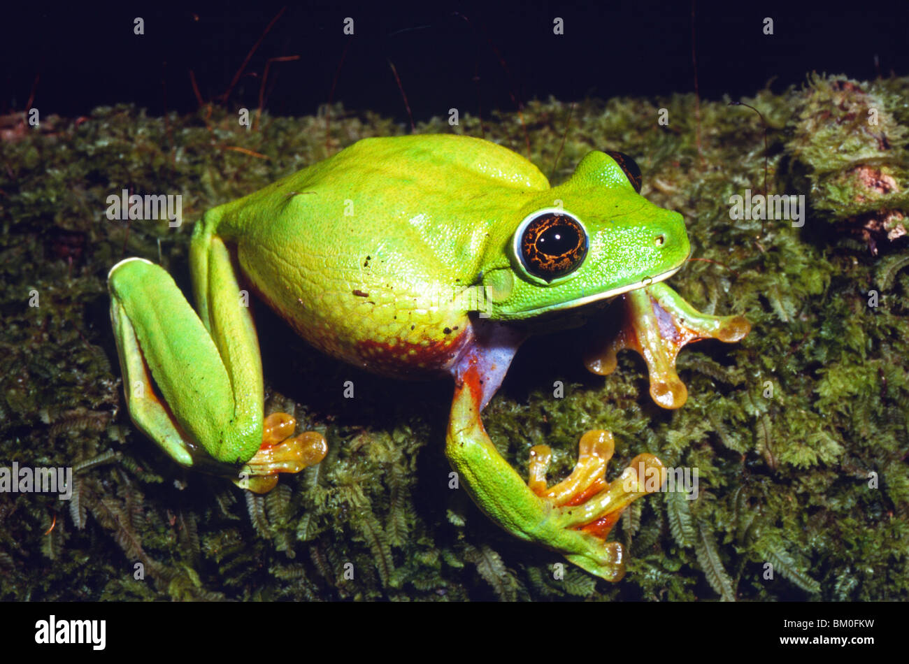 Northern New Guinea treefrog (Litoria graminea), Lakekamu, Papua New ...