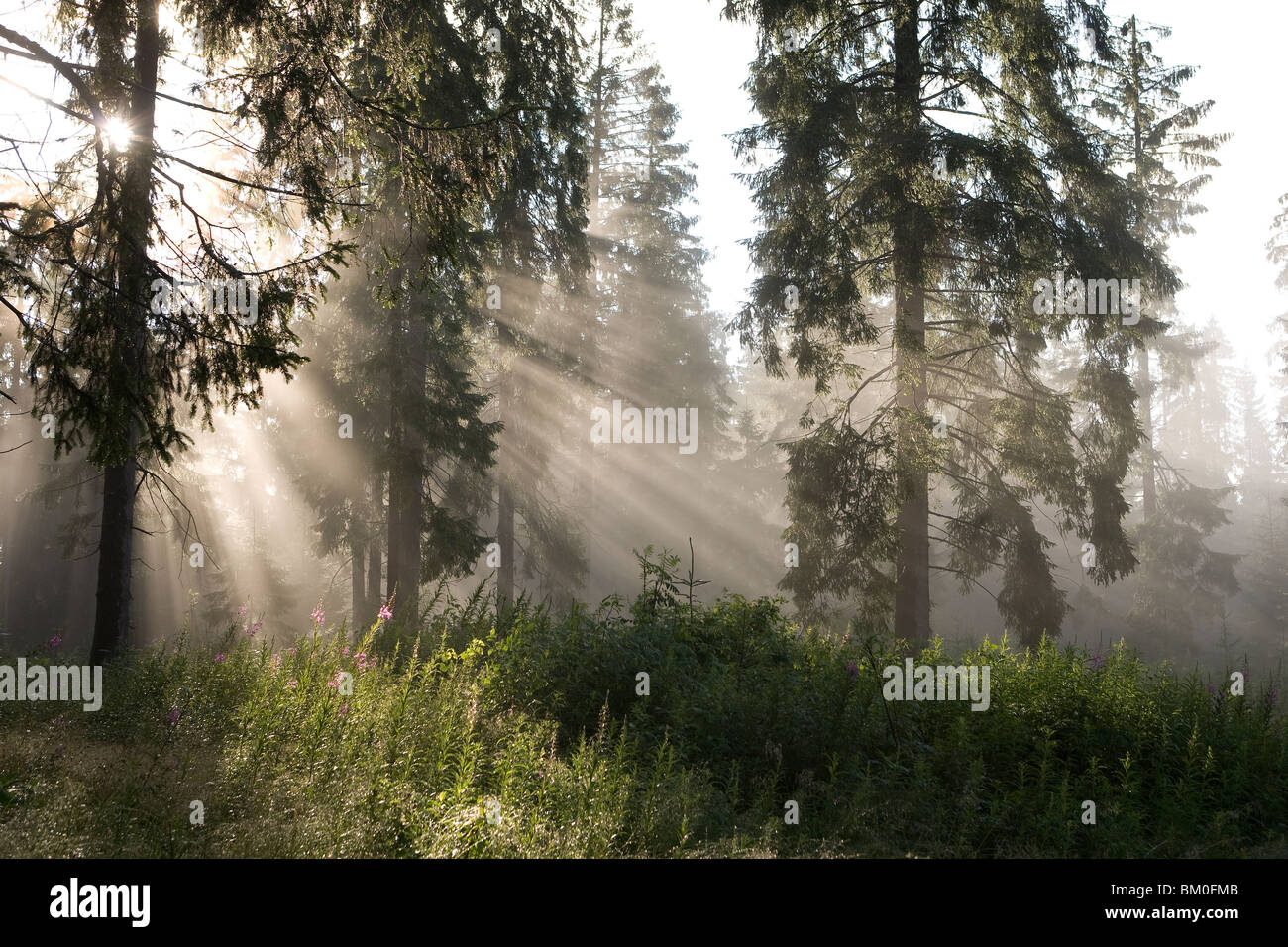 Sunlight through trees hi-res stock photography and images - Alamy