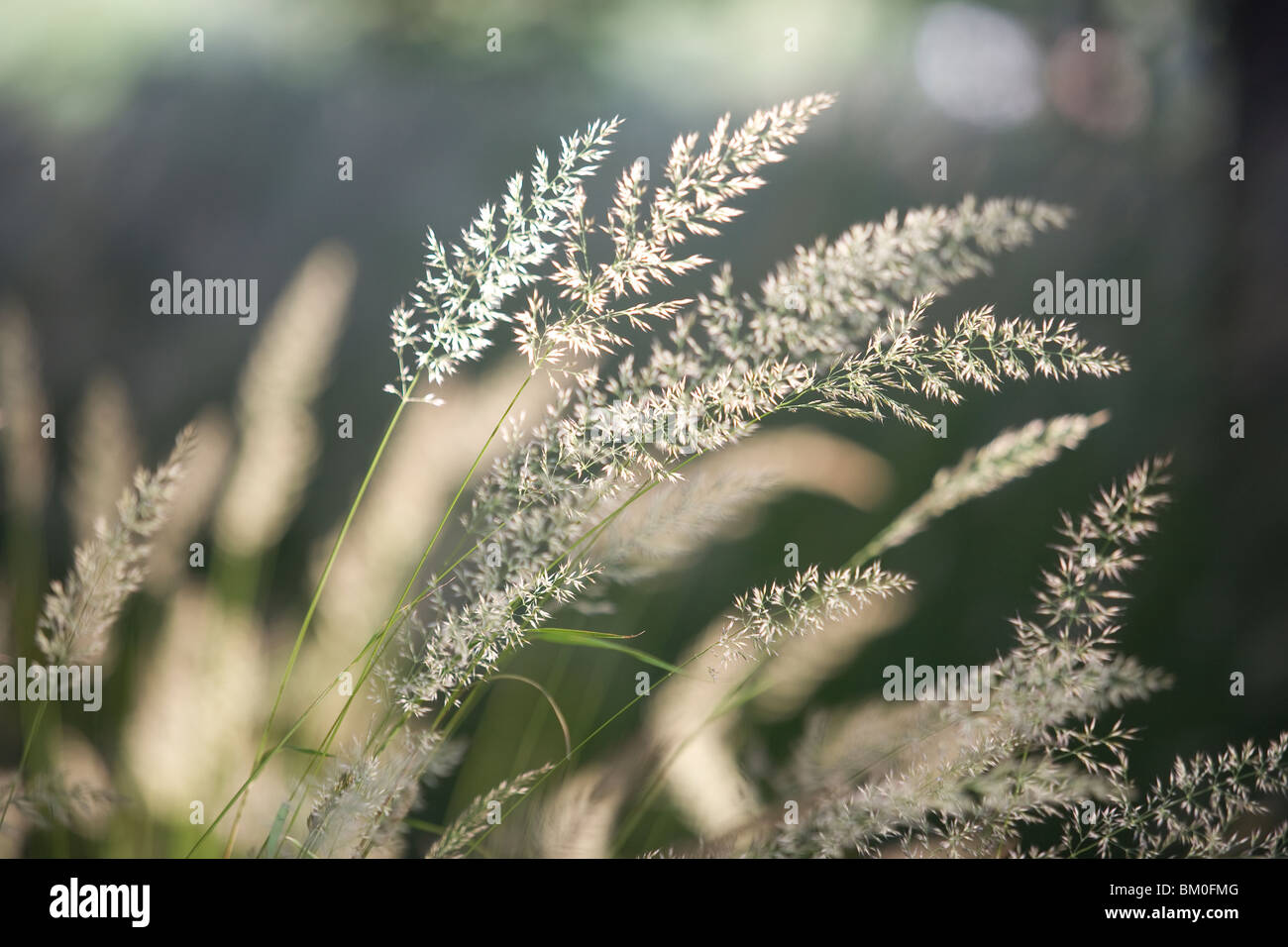 Close up photography grass hi-res stock photography and images - Alamy