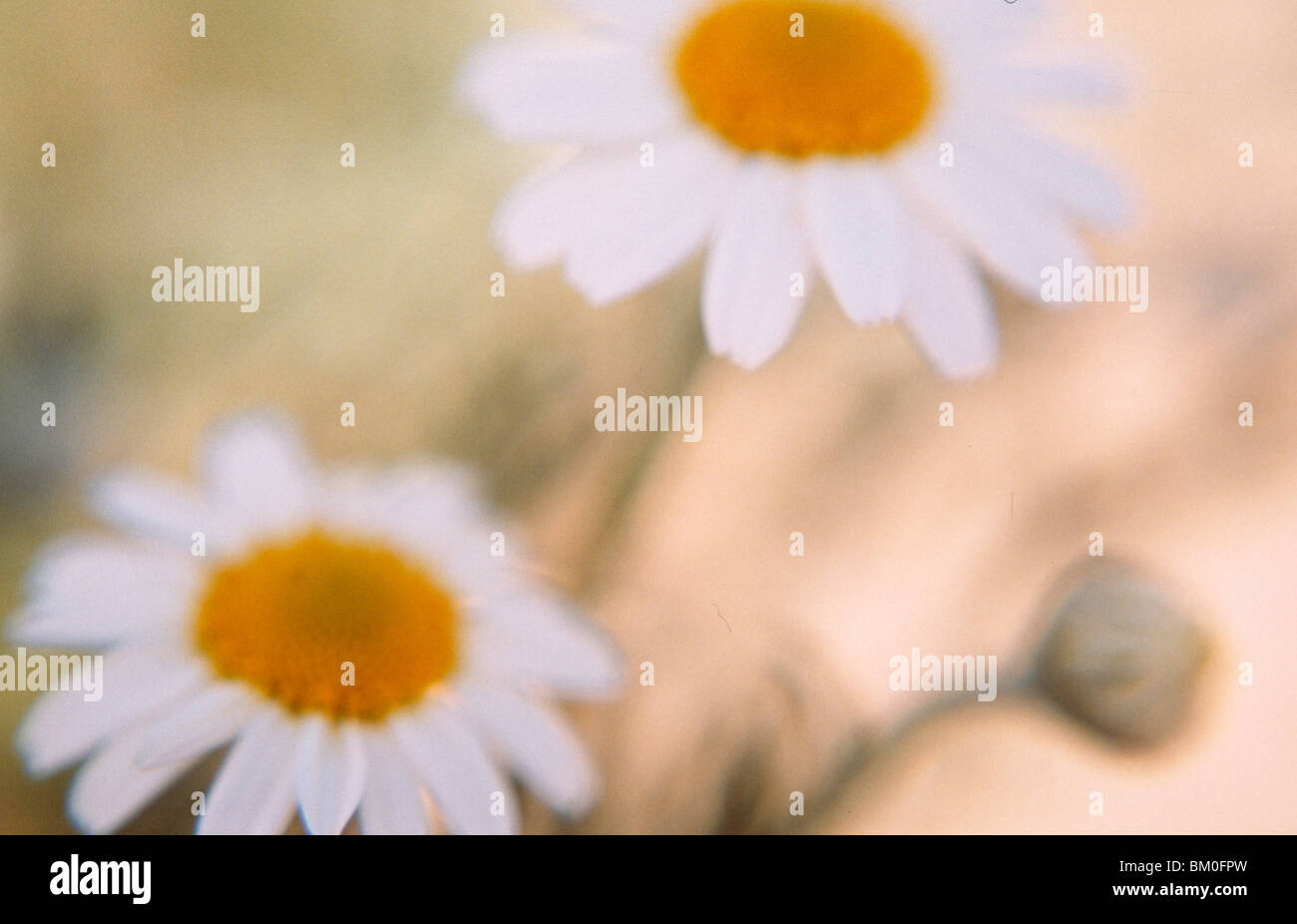 Close-up of Mayweeds (Anthemis cotula) flowers Stock Photo
