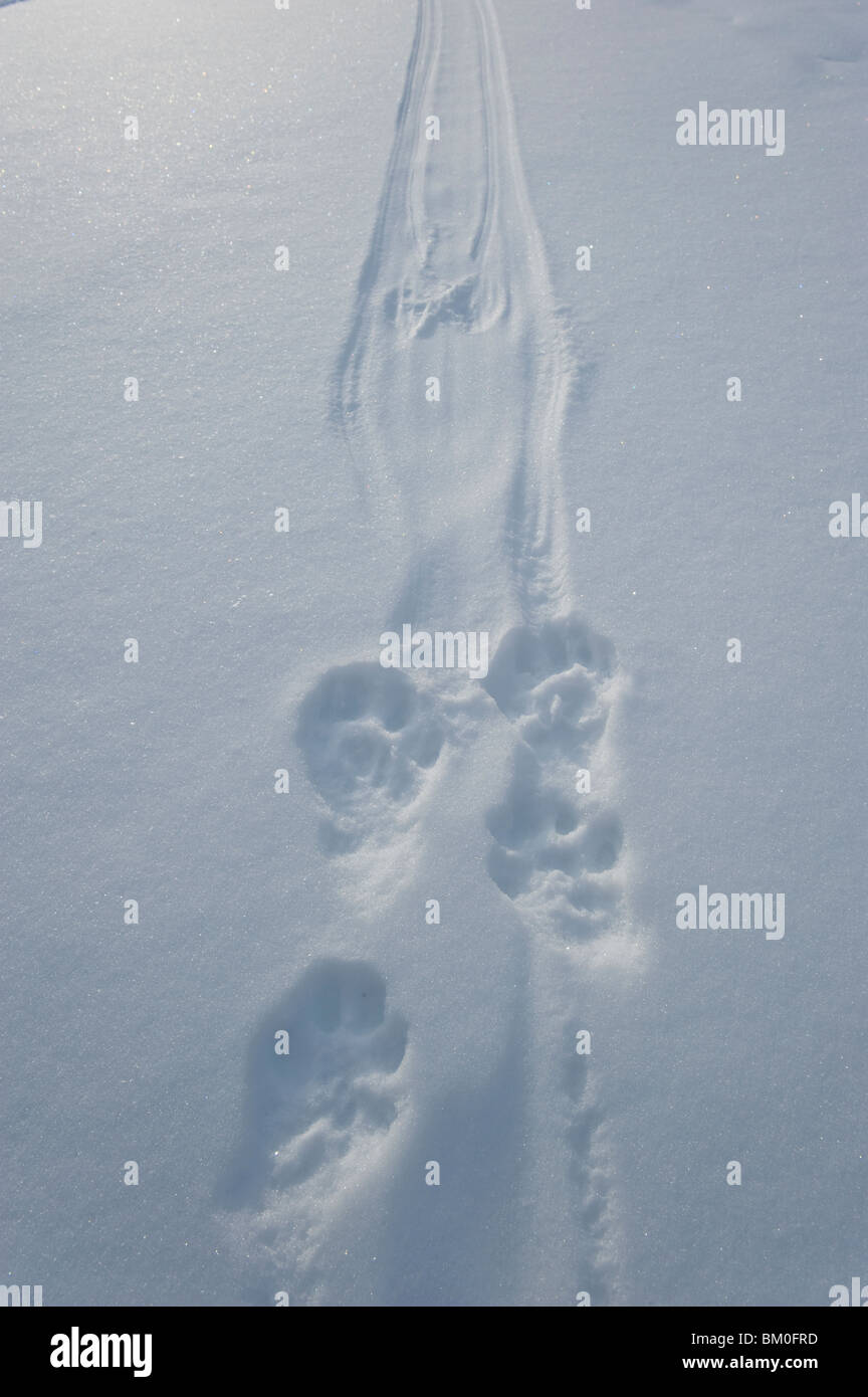 Tracks of river otter on frozen creek illustrate how an otter slides along the snow on his belly for up to 10 feet, Yukon Stock Photo