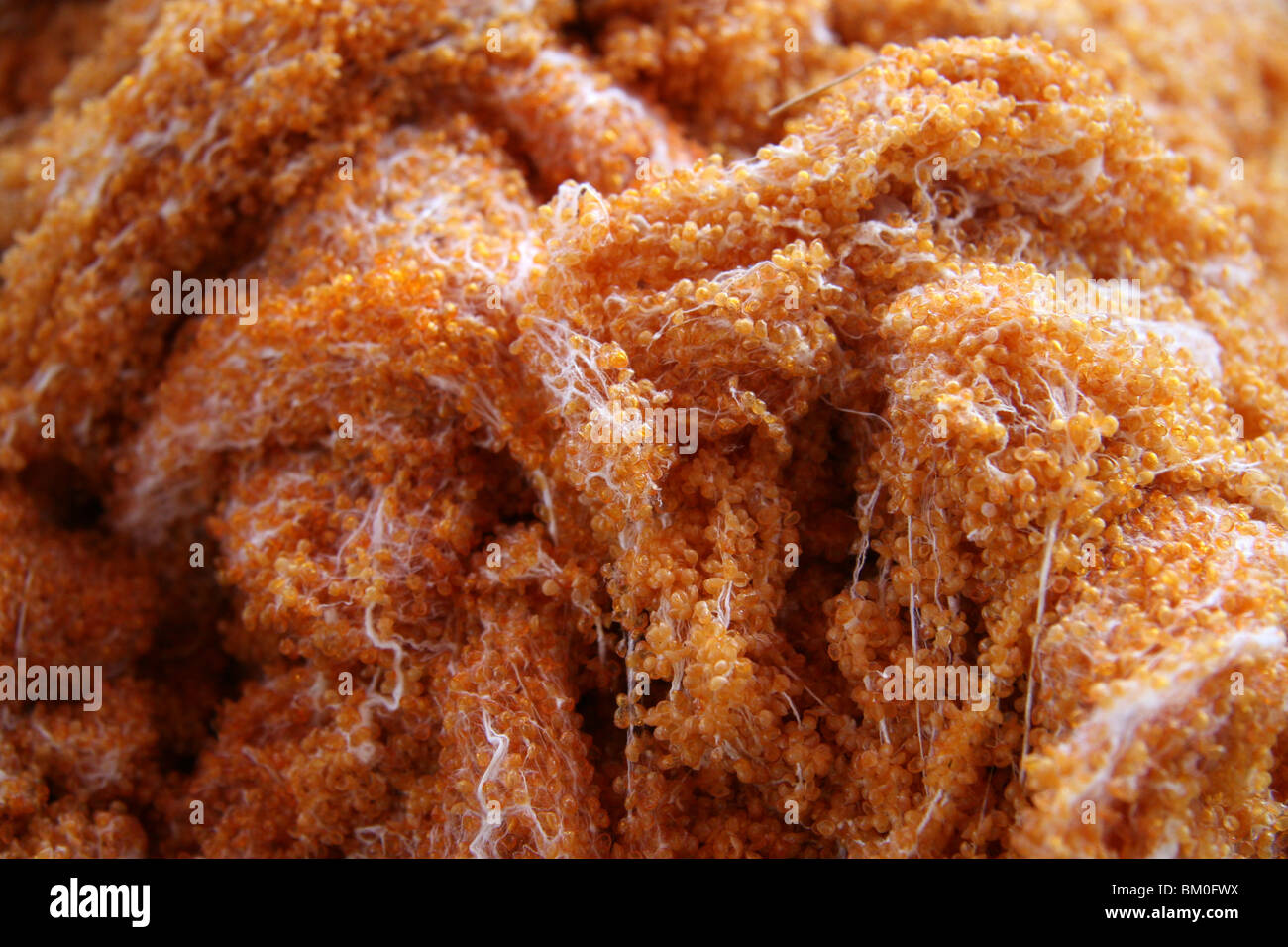 Fish eggs hires stock photography and images Alamy