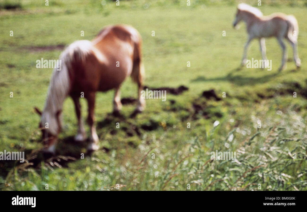 Haflinger horses grazing in a field Stock Photo