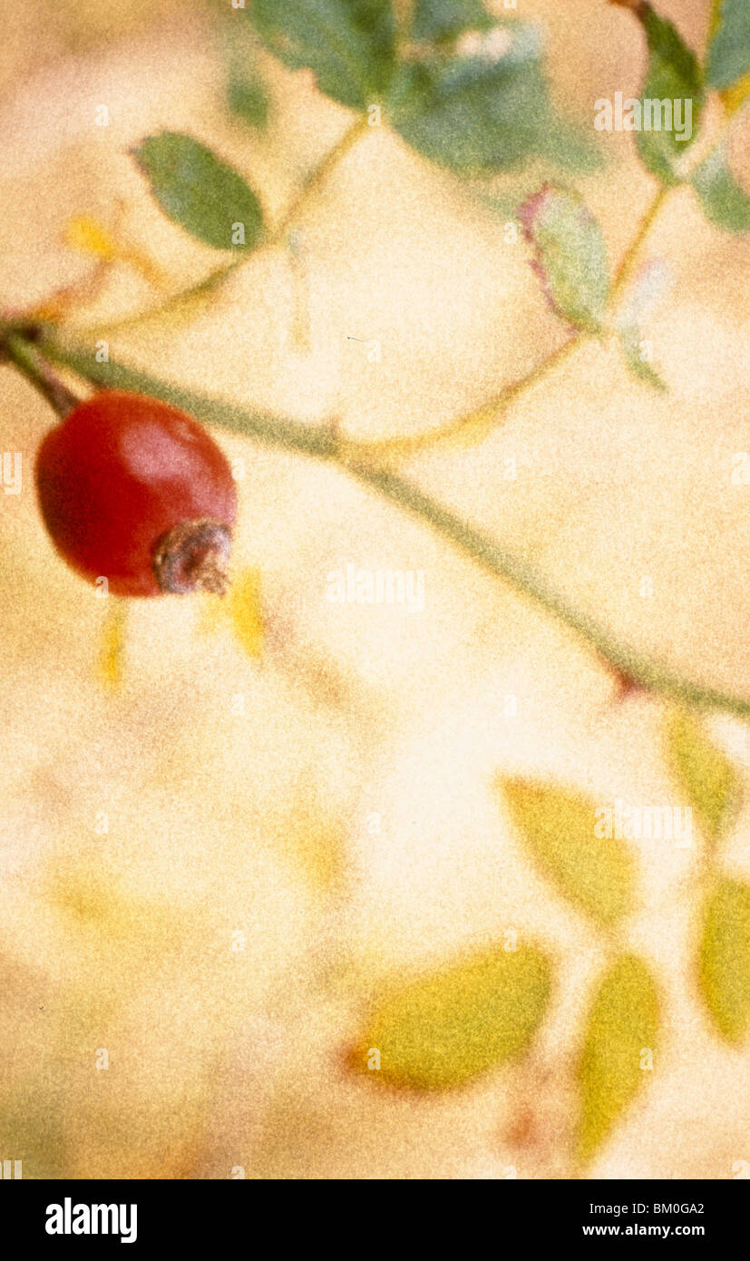 Rose hip stem hi-res stock photography and images - Alamy