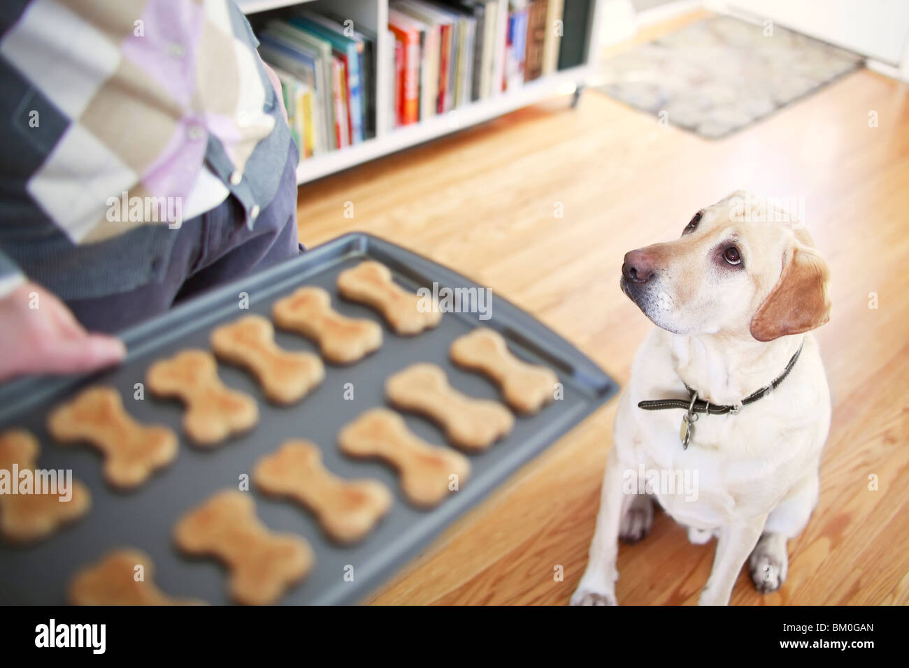 Yellow Labrador Retriever begging for homemade dog biscuit, Winnipeg, Manitoba Stock Photo Alamy