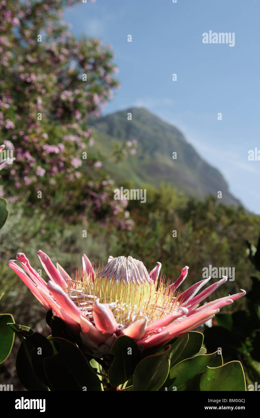King Protea (Protea cynaroides) with Helderberg Mountains in background, Somerset West, Western Cape Province, South Africa Stock Photo