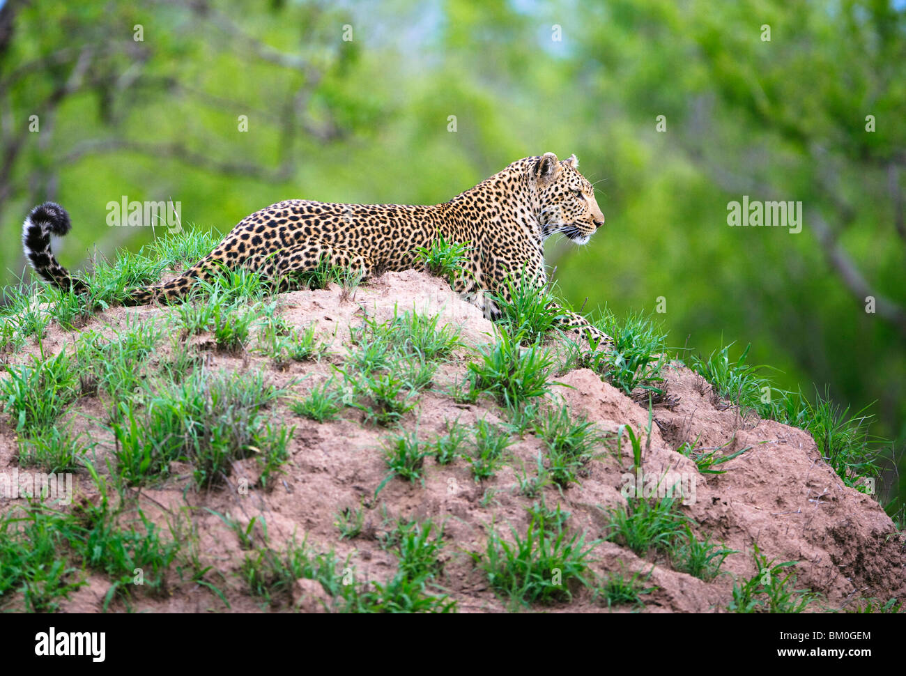 Adult male leopard (Panthera pardus), resting on a termite mound Stock