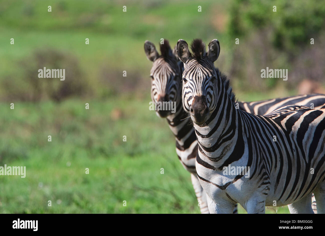 Two zebras (Equus zebra), pausing from their grazing to look at the photographer Stock Photo