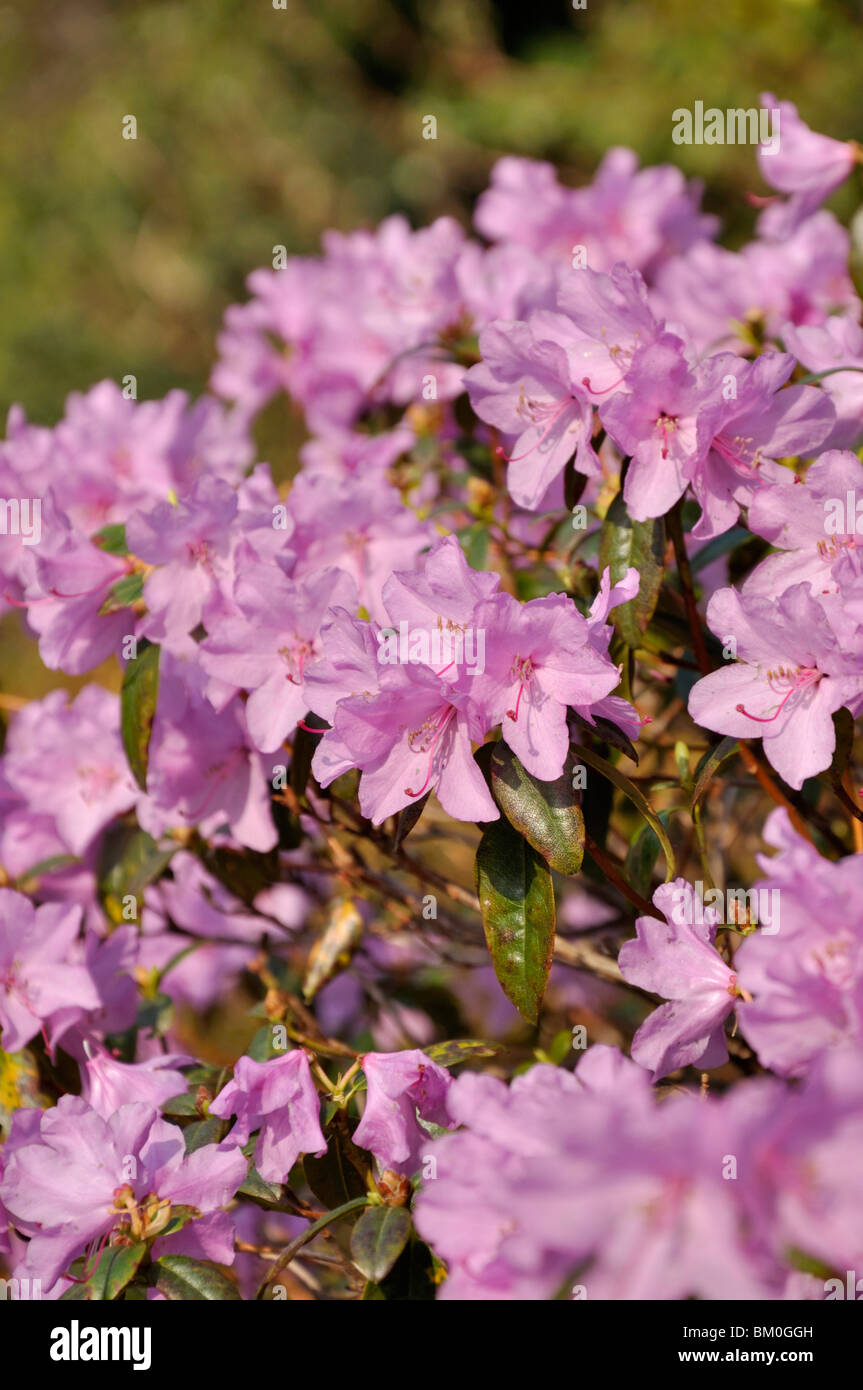 Rhododendron (Rhododendron x praecox) Stock Photo