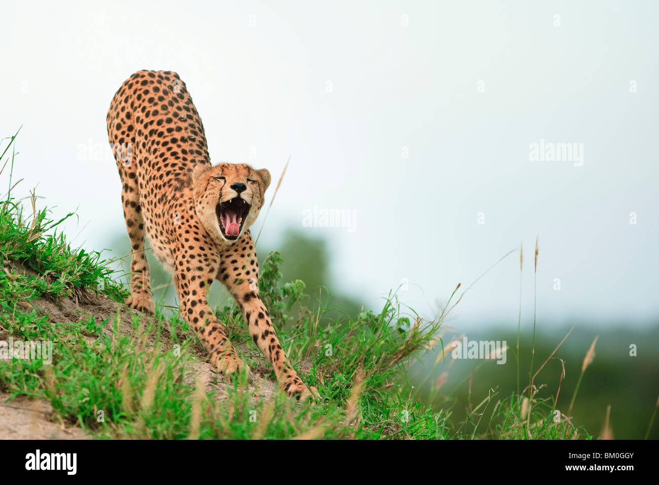 Female cheetah (Acinonyx jubatus), waking up with a stretch and a yawn Stock Photo