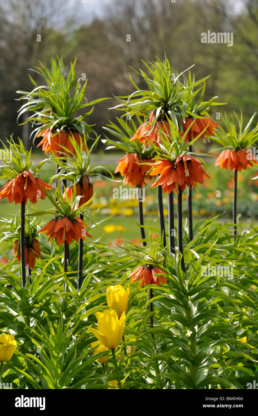 Crown imperial (Fritillaria imperialis) Stock Photo