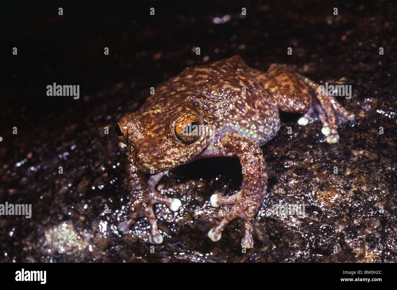 Torrent tree frog (Litoria nannotis), Crystal Creek, Paluma, Queensland, Australia Stock Photo