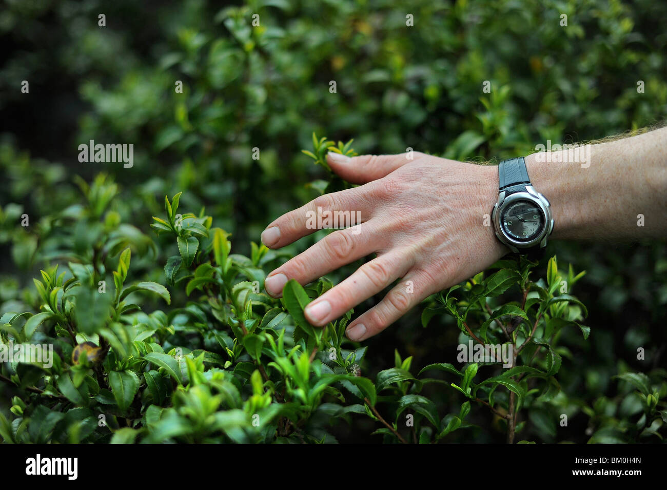 Tea leaves pictured being held at Tregothnan Tea Estate, near Truro, Cornwall, UK. Stock Photo