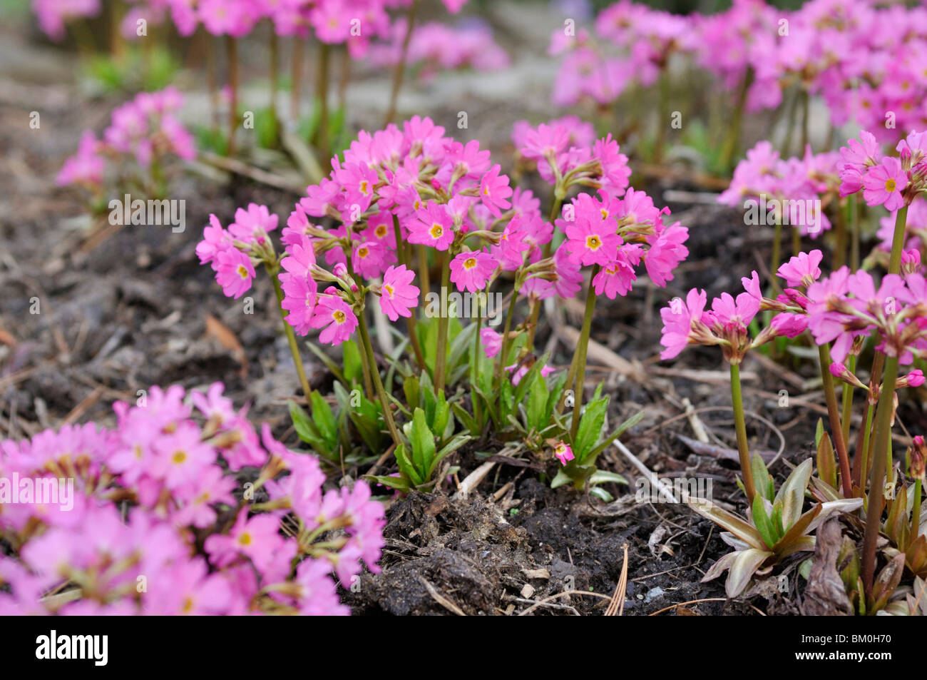Himalayan meadow primrose (Primula rosea) Stock Photo