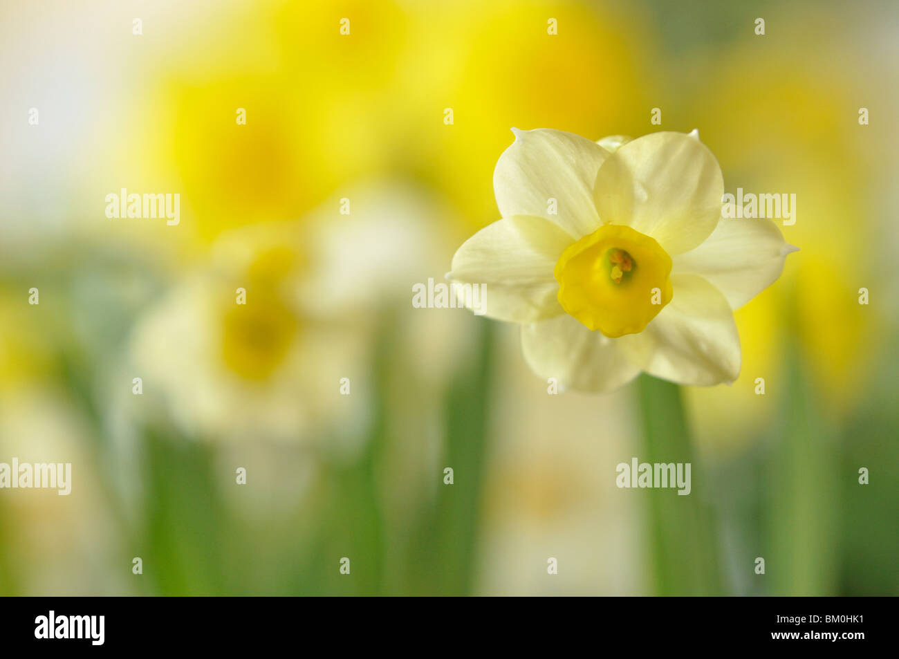Dwarf daffodil (Narcissus Minnow) Stock Photo