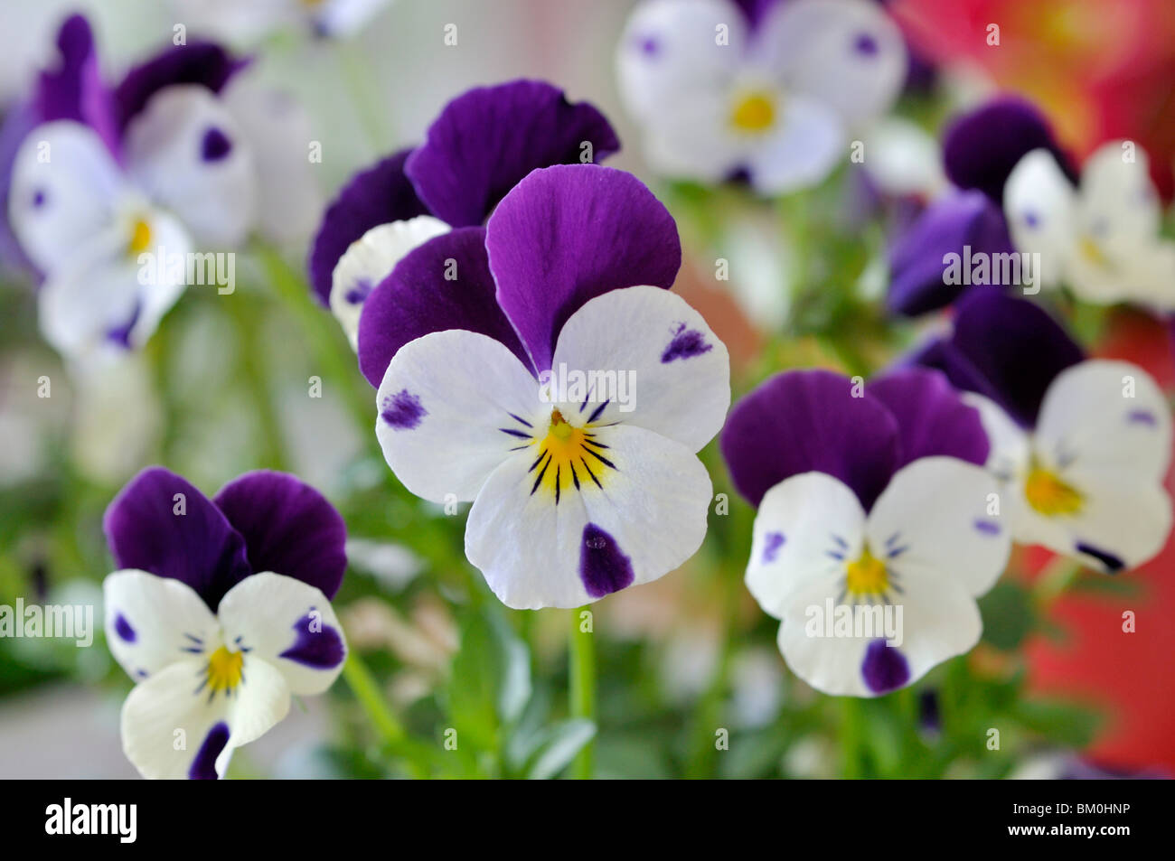 Horned pansy (Viola cornuta Stock Photo Alamy