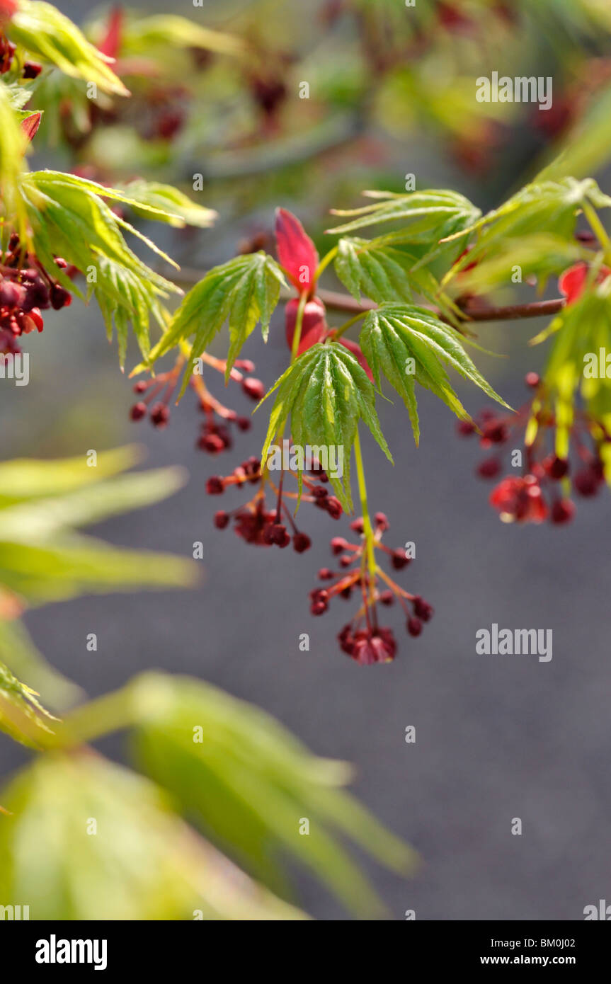 Japanese maple (Acer palmatum) Stock Photo