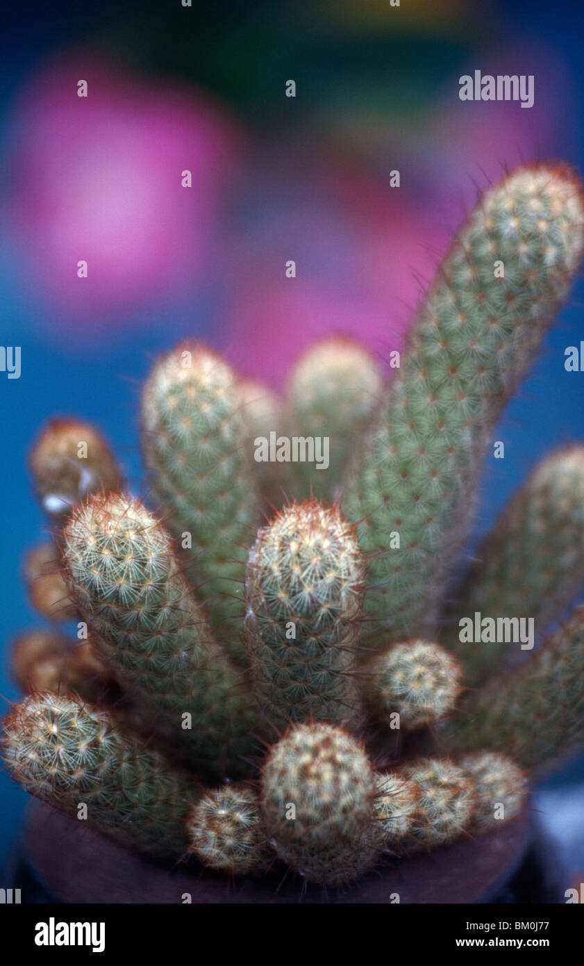 Close-up of Silver Torch cactus (Cleistocactus strausii) Stock Photo