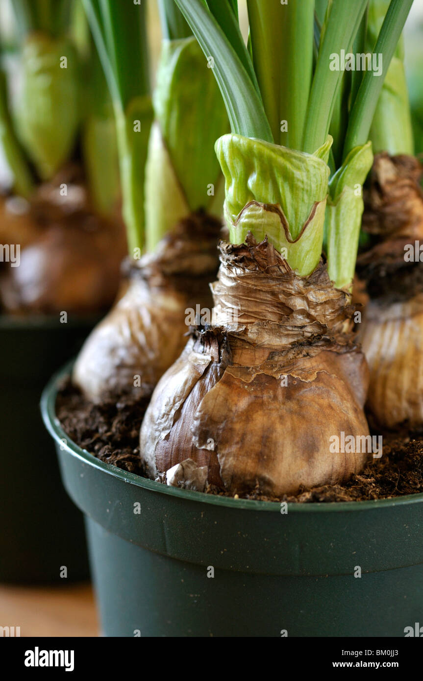 Plant daffodil bulbs container hires stock photography and images Alamy