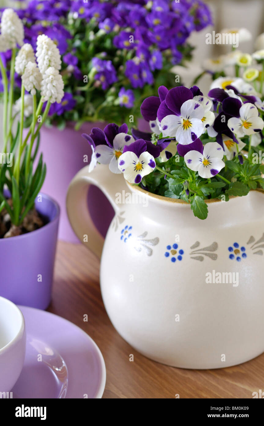 Horned pansy (Viola cornuta), Armenian grape hyacinth (Muscari armeniacum 'White Magic') and purple rock cress (Aubrieta deltoidea) Stock Photo