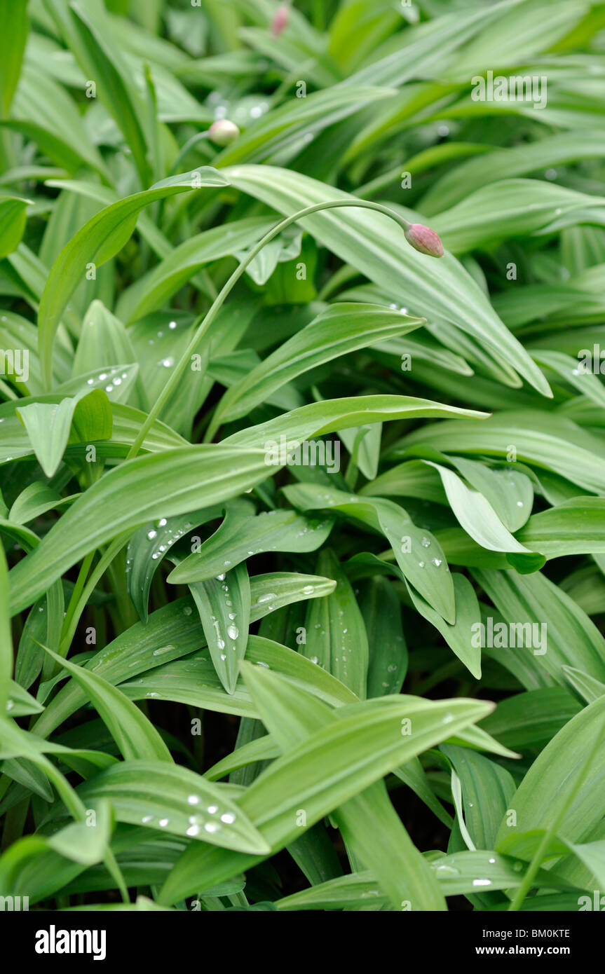 Alpine leek (Allium victorialis) Stock Photo