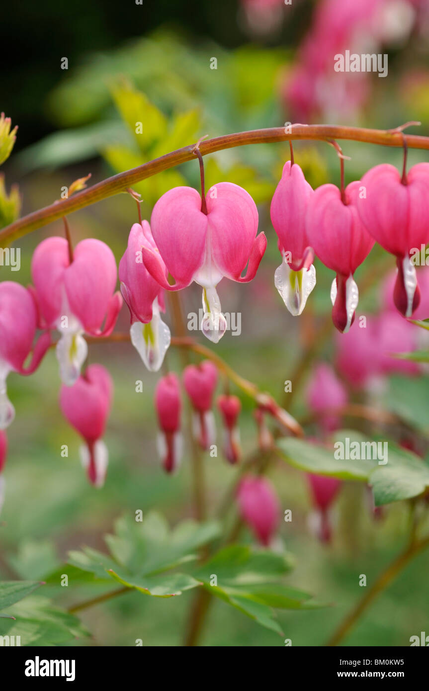 Bleeding heart (Lamprocapnos spectabilis syn. Dicentra spectabilis) Stock Photo