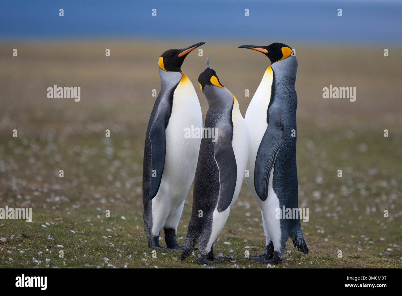 King Penguins Aptenodytes patagonicus Königspinguin Falkland Islands Volunteer Point posing Stock Photo