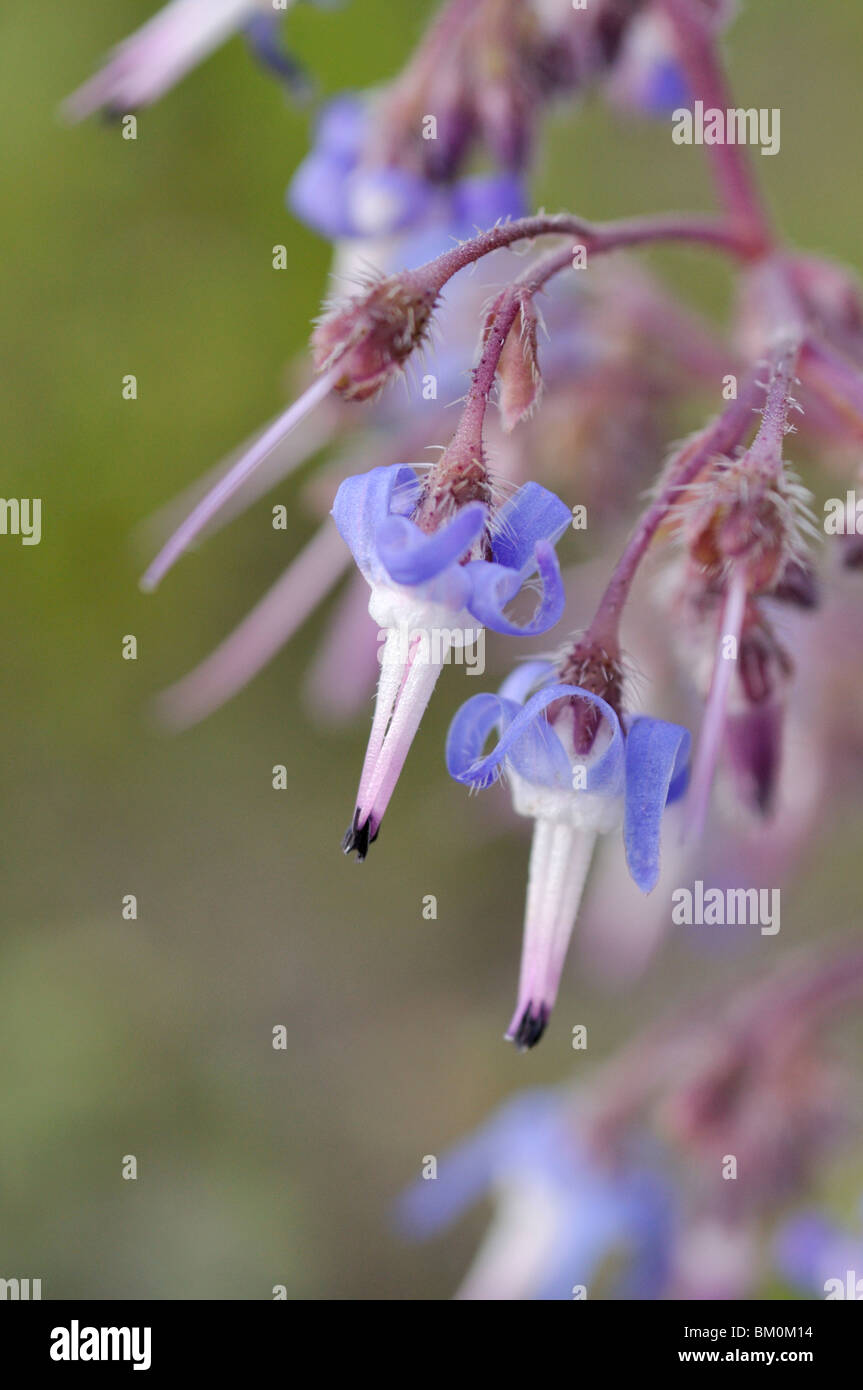 Abraham-Isaac-Jacob (Trachystemon orientalis) Stock Photo