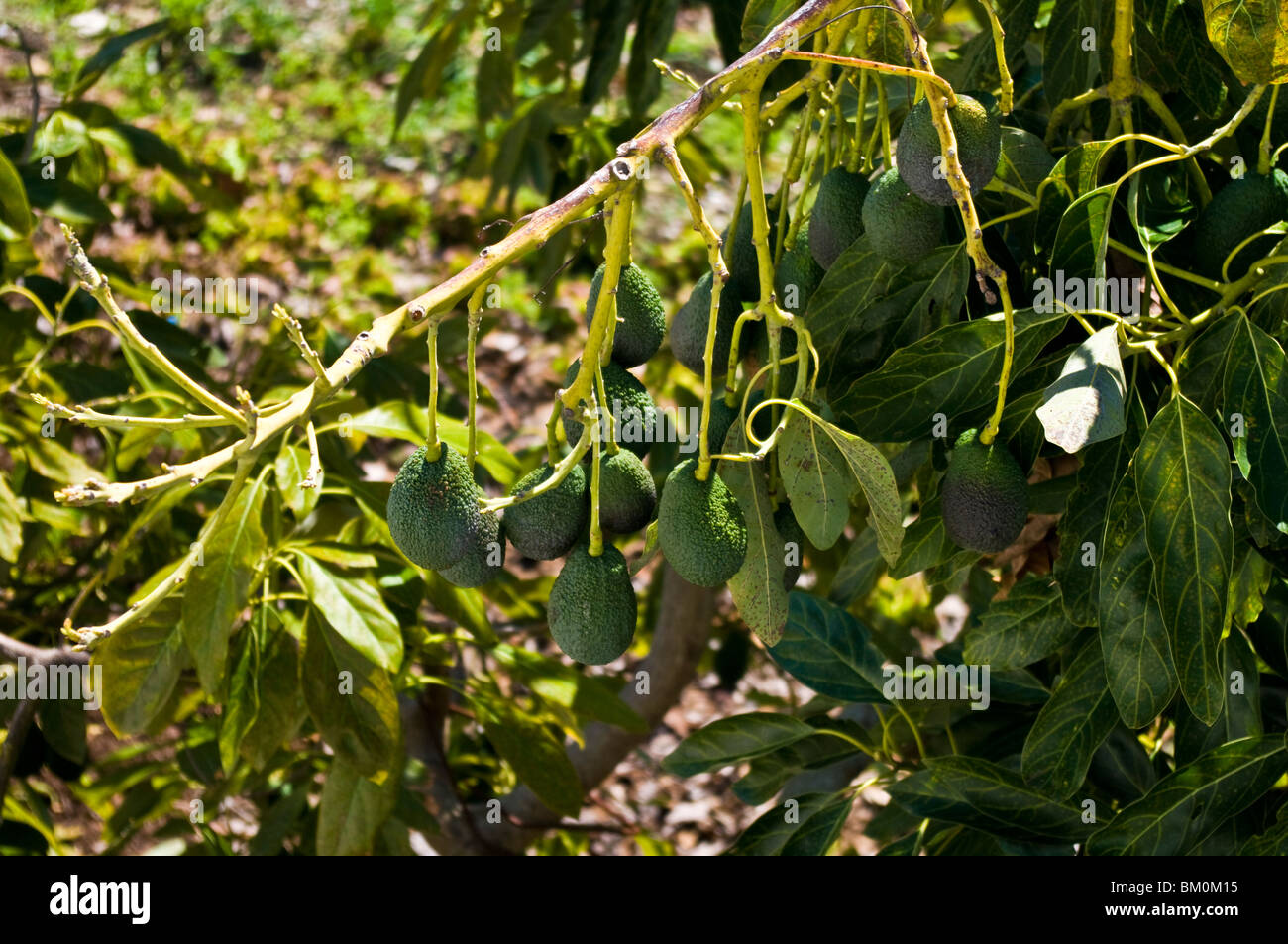 Avocado growing at Istán Spain Stock Photo
