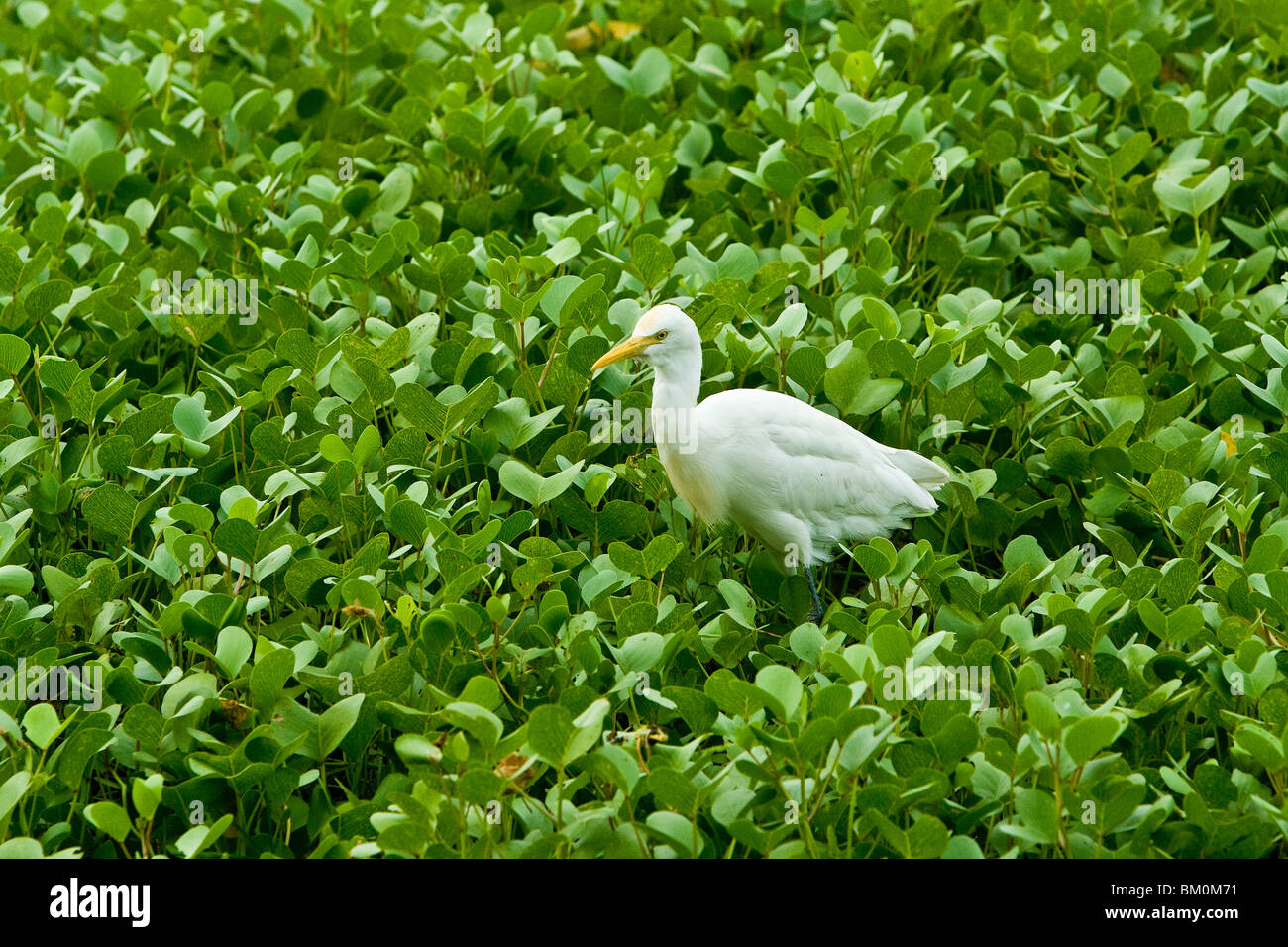 Egret hunting for food in Kerala, India Stock Photo Alamy