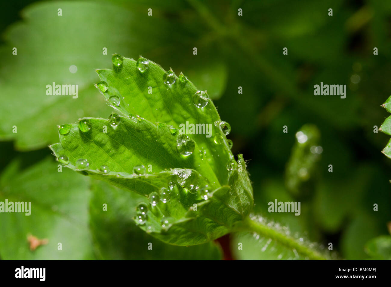 Guttation (drops of water on the special pores of plant leaf) Stock Photo