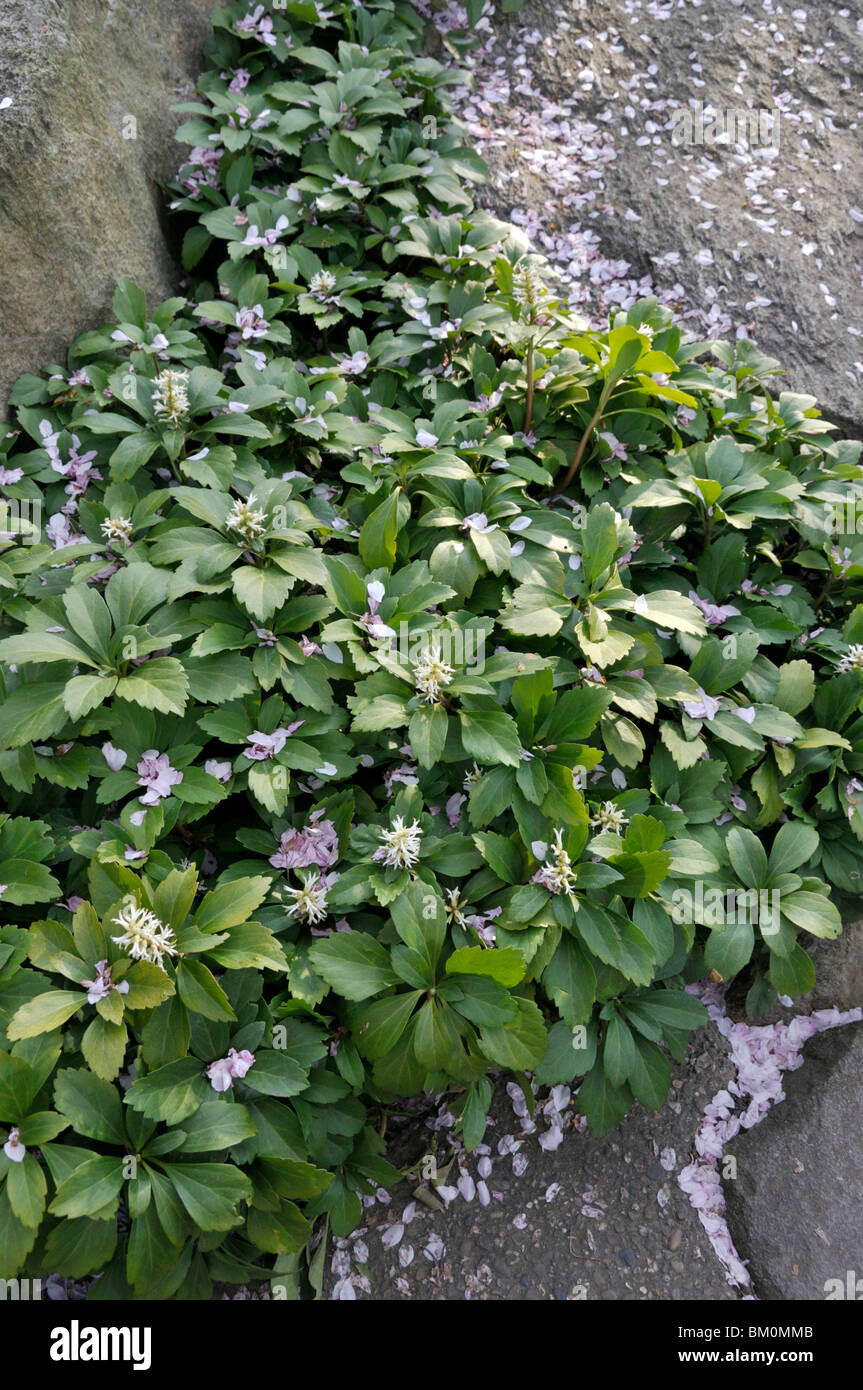 Japanese spurge (Pachysandra terminalis Stock Photo Alamy