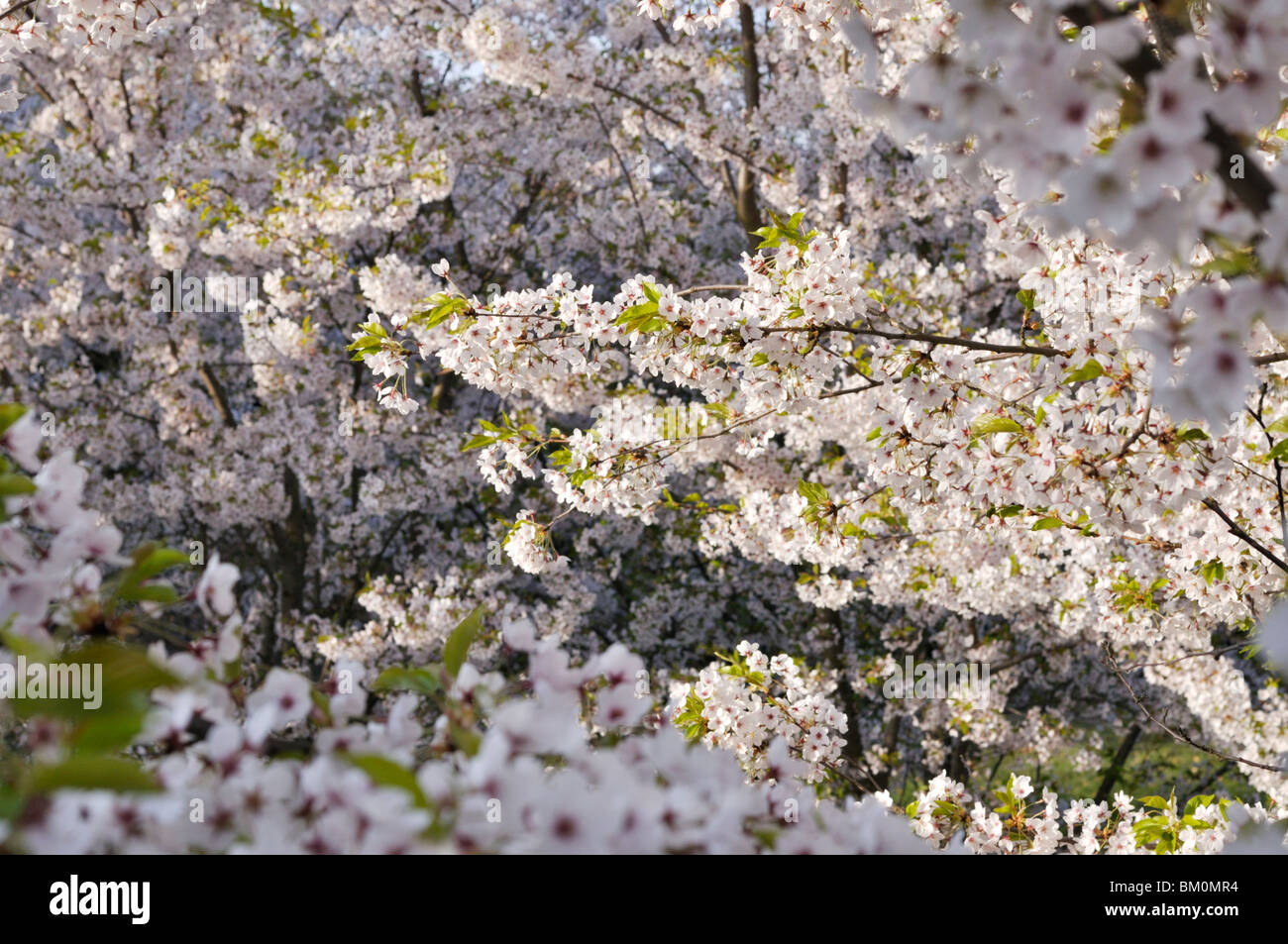 Flowering cherry trees Stock Photo