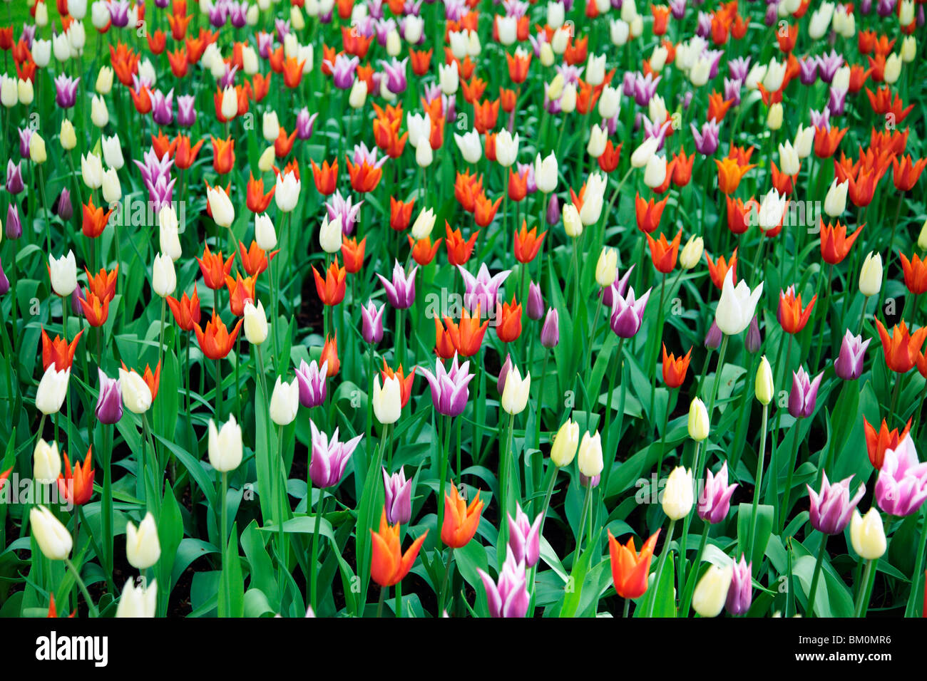 Mixed Tulip Flowers Stock Photo