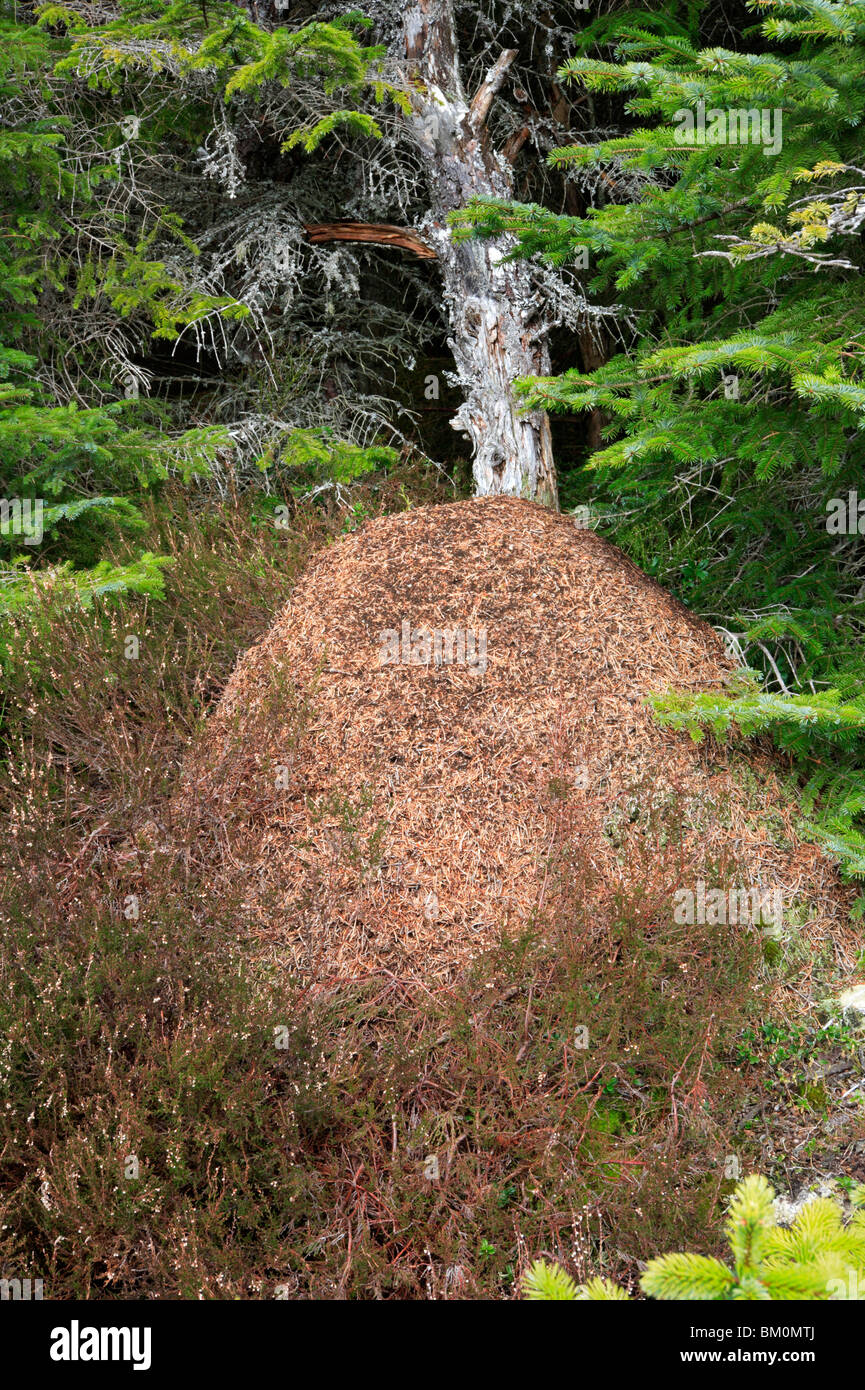 Uk Ants Nest High Resolution Stock Photography and Images Alamy