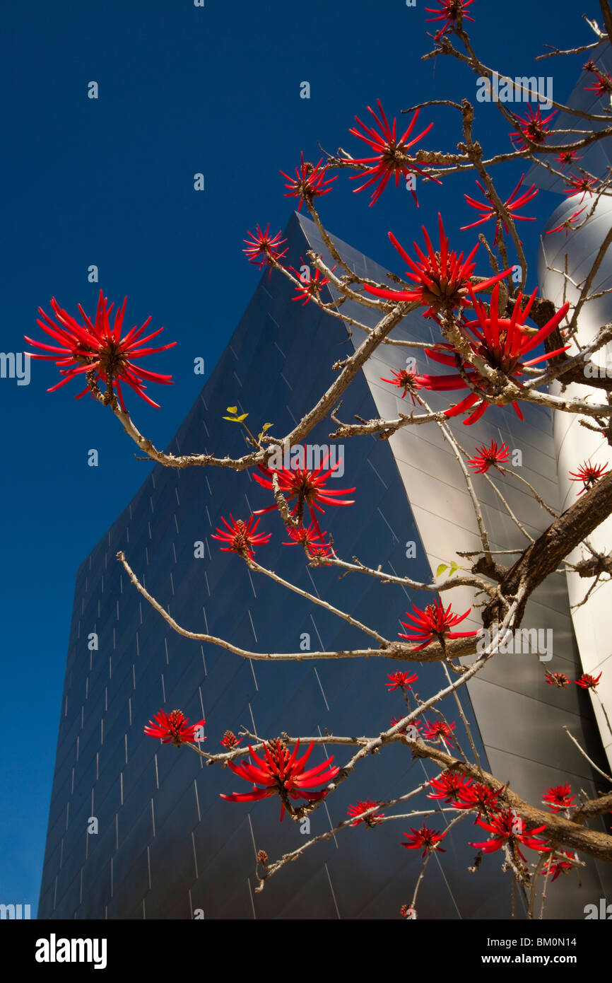 Coral Tree in Bloom, Walt Disney Concert Hall, Los Angeles , California, United States of America Stock Photo