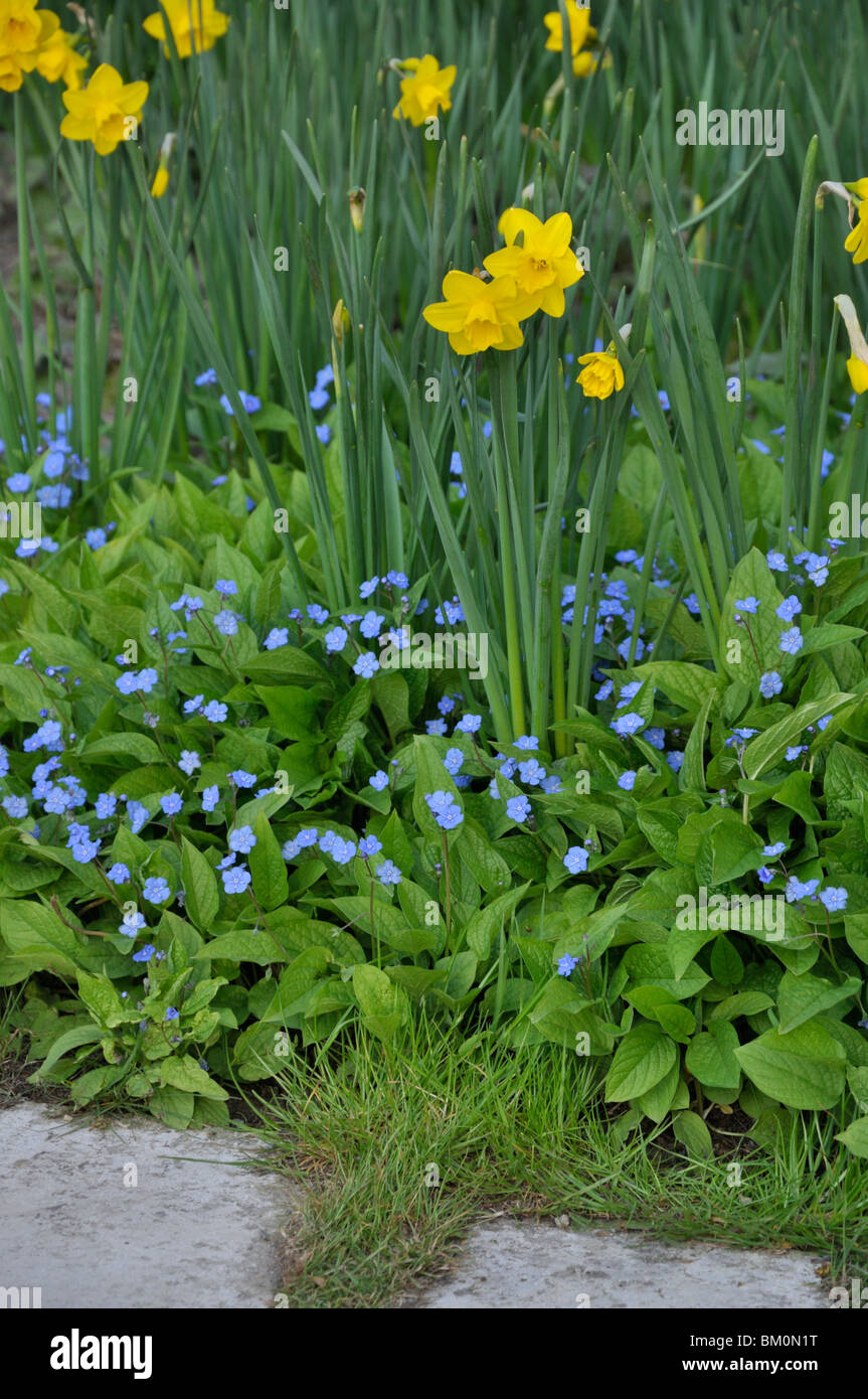 Daffodils (Narcissus) and blue-eyed Mary (Omphalodes verna) Stock Photo